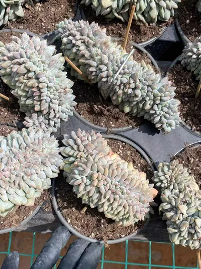Echeveria Pinellia Crested (半夏缀) succulent — wholesale bare-root export from Yunnan, China (5 of 6)