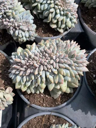 Echeveria Pinellia Crested (半夏缀) succulent — wholesale bare-root export from Yunnan, China (2 of 6)