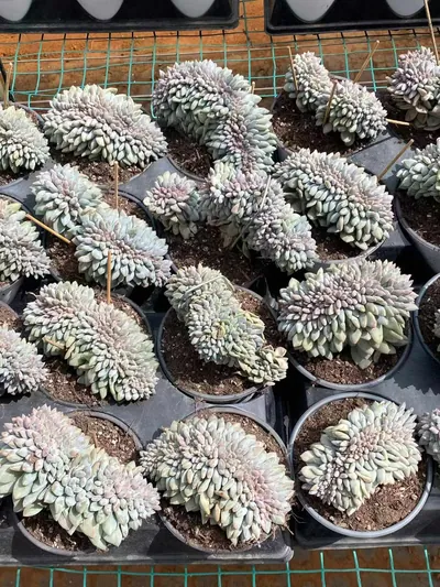 Echeveria Pinellia Crested (半夏缀) succulent — wholesale bare-root export from Yunnan, China (4 of 6)