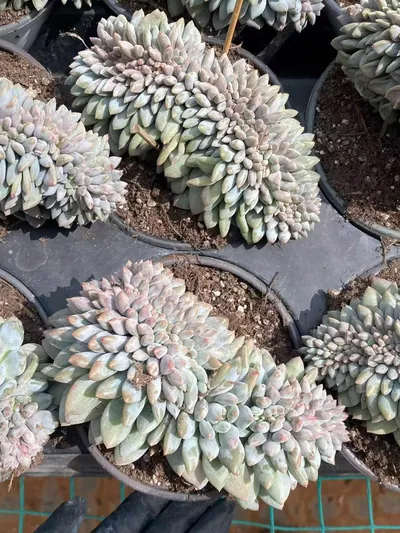 Echeveria Pinellia Crested (半夏缀) succulent — wholesale bare-root export from Yunnan, China (3 of 6)