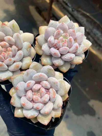 Echeveria Pinellia Single (半夏单头) succulent — wholesale bare-root export from Yunnan, China (3 of 4)