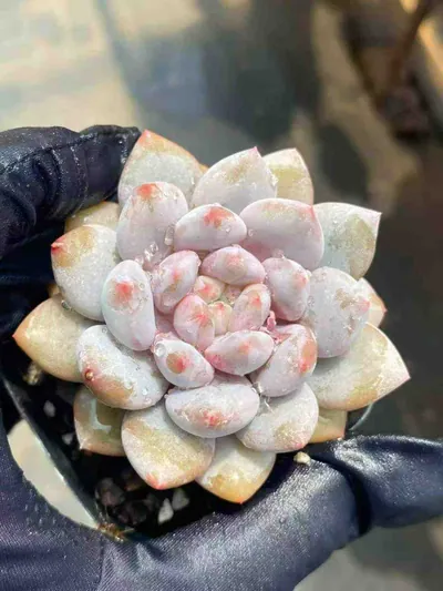Echeveria Pinellia Single succulent — wholesale export from Yunnan, China