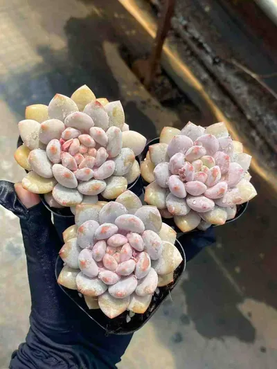 Echeveria Pinellia Single (半夏单头) succulent — wholesale bare-root export from Yunnan, China (2 of 4)