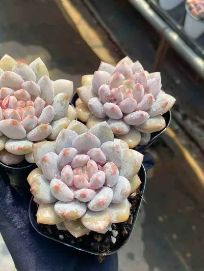 Echeveria Pinellia Single (半夏单头) succulent — wholesale bare-root export from Yunnan, China (4 of 4)