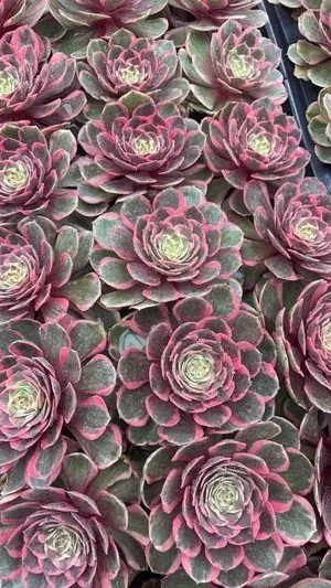 Aeonium Aeonium 'Pink Crown' Plug Tray succulent — wholesale export from Yunnan, China