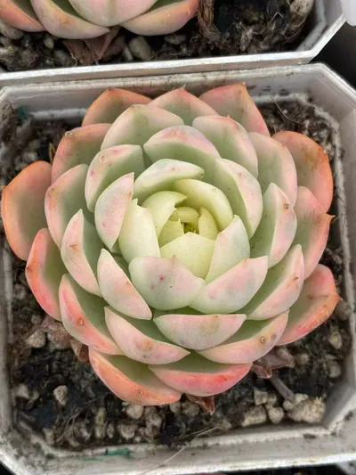 Echeveria Pink Crystal Variegated (粉水晶锦) succulent — wholesale bare-root export from Yunnan, China (2 of 4)