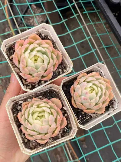 Echeveria Pink Crystal Variegated succulent — wholesale export from Yunnan, China