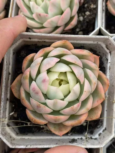 Echeveria Pink Crystal Variegated (粉水晶锦) succulent — wholesale bare-root export from Yunnan, China (3 of 4)
