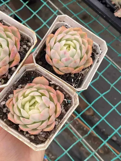 Echeveria Pink Crystal Variegated (粉水晶锦) succulent — wholesale bare-root export from Yunnan, China (4 of 4)