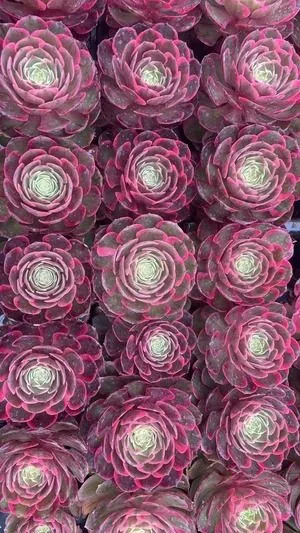 Aeonium Aeonium 'Pink Sprite' Plug Tray succulent — wholesale export from Yunnan, China
