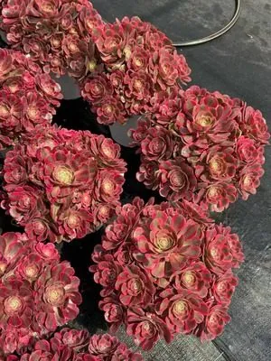 Aeonium Aeonium 'Pink Damsel' Old Stem, Large Cluster succulent — wholesale export from Yunnan, China