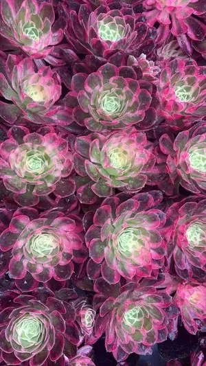 Aeonium Aeonium 'Pink Jade Hibiscus' Plug Tray succulent — wholesale export from Yunnan, China
