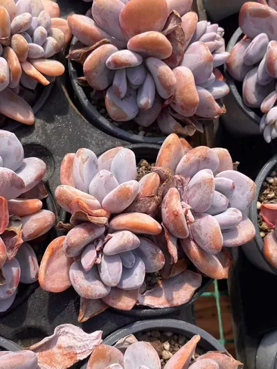 Echeveria Pink Rabbit Cluster (粉兔群) succulent — wholesale bare-root export from Yunnan, China (2 of 5)
