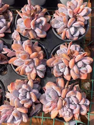 Echeveria Pink Rabbit Cluster (粉兔群) succulent — wholesale bare-root export from Yunnan, China (4 of 5)