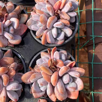 Echeveria Pink Rabbit Cluster succulent — wholesale export from Yunnan, China