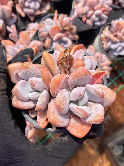 Echeveria Pink Rabbit Cluster (粉兔群) succulent — wholesale bare-root export from Yunnan, China (5 of 5)