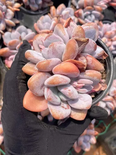 Echeveria Pink Rabbit Cluster (粉兔群) succulent — wholesale bare-root export from Yunnan, China (3 of 5)