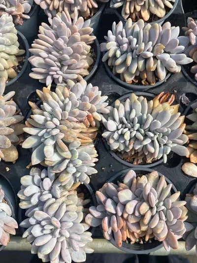 Echeveria Pink Rabbit Crested (粉兔缀) succulent — wholesale bare-root export from Yunnan, China (3 of 4)