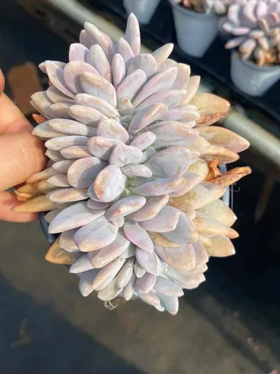 Echeveria Pink Rabbit Crested (粉兔缀) succulent — wholesale bare-root export from Yunnan, China (4 of 4)