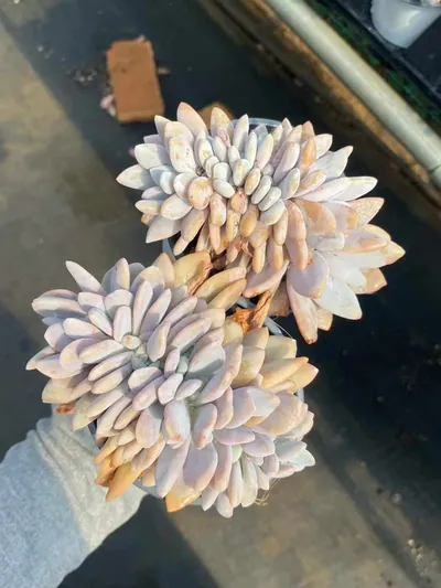 Echeveria Pink Rabbit Crested (粉兔缀) succulent — wholesale bare-root export from Yunnan, China (2 of 4)