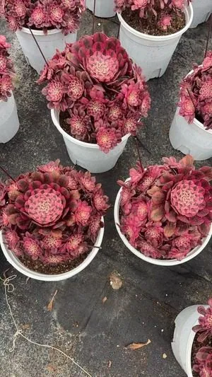 Aeonium Aeonium 'Rosy Pink' succulent — wholesale export from Yunnan, China