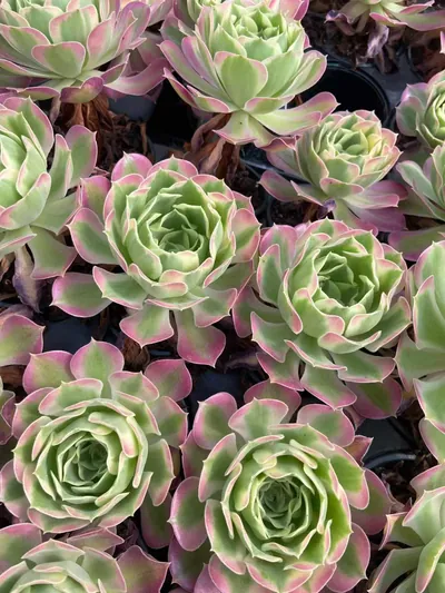 Echeveria Pink Witch (粉女巫) succulent — wholesale bare-root export from Yunnan, China (2 of 3)