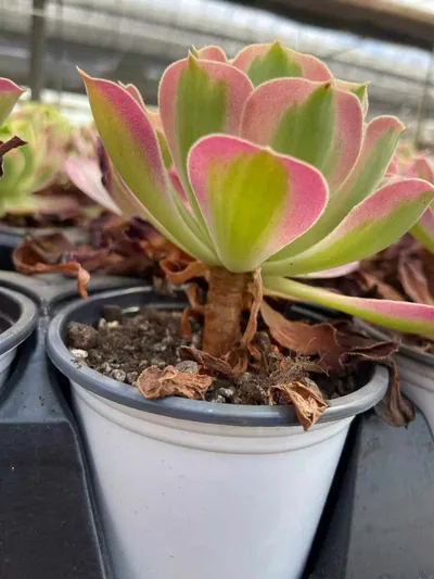 Echeveria Pink Witch succulent — wholesale export from Yunnan, China