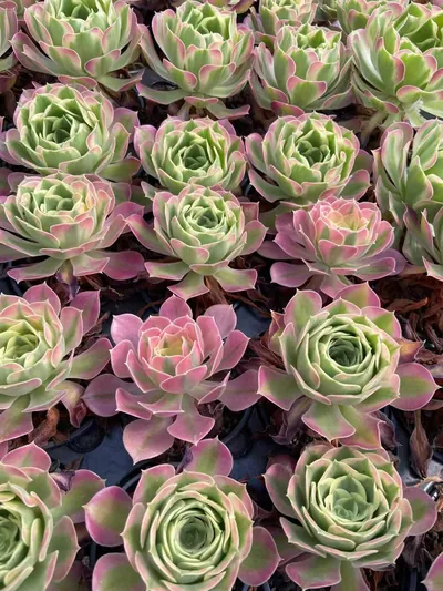 Echeveria Pink Witch (粉女巫) succulent — wholesale bare-root export from Yunnan, China (3 of 3)
