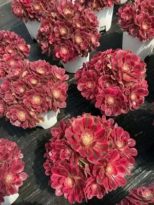 Aeonium Aeonium 'Pink Witch' Old Stem succulent — wholesale export from Yunnan, China