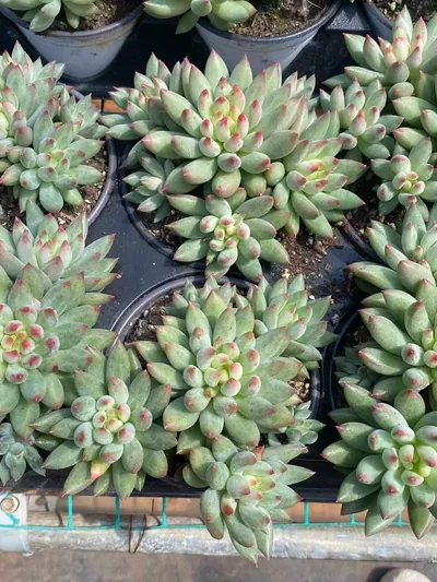 Echeveria Poppy Beauty Cluster (虞美人群) succulent — wholesale bare-root export from Yunnan, China (2 of 4)
