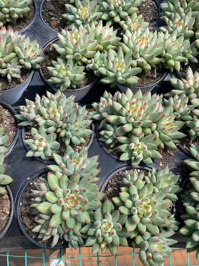 Echeveria Poppy Beauty Cluster (虞美人群) succulent — wholesale bare-root export from Yunnan, China (4 of 4)