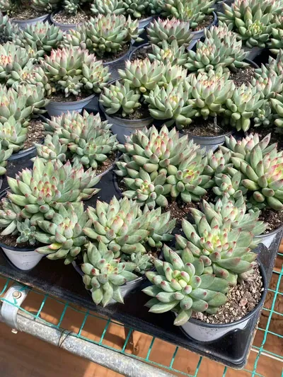 Echeveria Poppy Beauty Cluster (虞美人群) succulent — wholesale bare-root export from Yunnan, China (3 of 4)