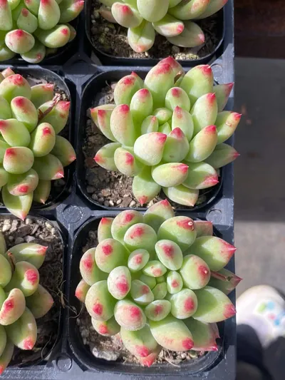 Echeveria Poppy Beauty Single (虞美人单头) succulent — wholesale bare-root export from Yunnan, China (2 of 4)