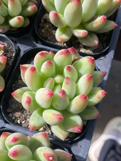 Echeveria Poppy Beauty Single (虞美人单头) succulent — wholesale bare-root export from Yunnan, China (3 of 4)