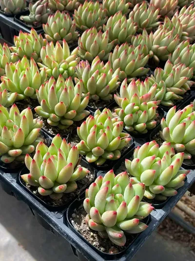 Echeveria Poppy Beauty Single (虞美人单头) succulent — wholesale bare-root export from Yunnan, China (4 of 4)
