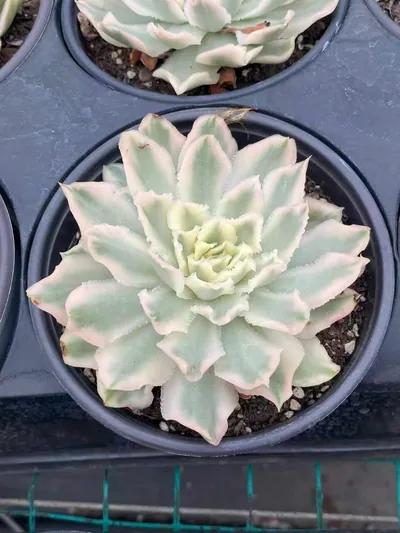 Echeveria Purple Butterfly Variegated succulent — wholesale export from Yunnan, China