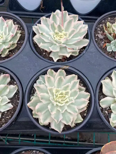 Echeveria Purple Butterfly Variegated (紫蝴蝶锦) succulent — wholesale bare-root export from Yunnan, China (4 of 4)