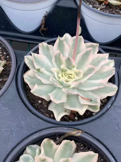 Echeveria Purple Butterfly Variegated (紫蝴蝶锦) succulent — wholesale bare-root export from Yunnan, China (3 of 4)