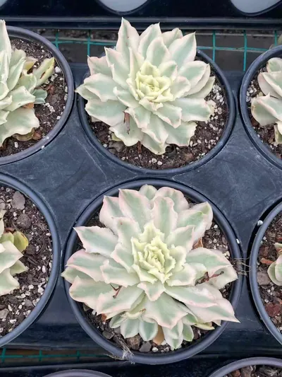 Echeveria Purple Butterfly Variegated (紫蝴蝶锦) succulent — wholesale bare-root export from Yunnan, China (2 of 4)