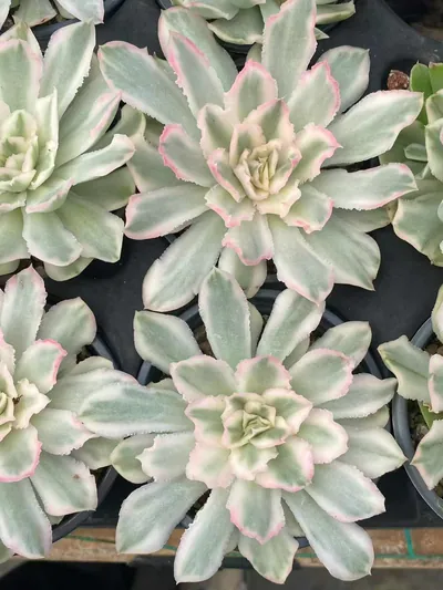 Echeveria Purple Butterfly Variegated Single (紫蝴蝶锦单头) succulent — wholesale bare-root export from Yunnan, China (5 of 5)