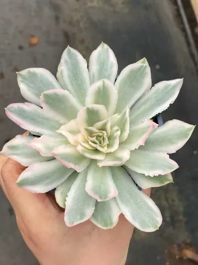 Echeveria Purple Butterfly Variegated Single succulent — wholesale export from Yunnan, China