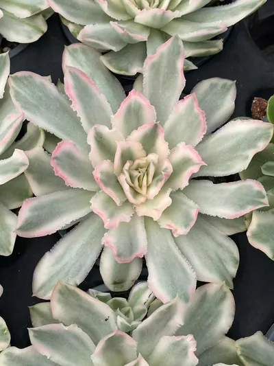 Echeveria Purple Butterfly Variegated Single (紫蝴蝶锦单头) succulent — wholesale bare-root export from Yunnan, China (3 of 5)