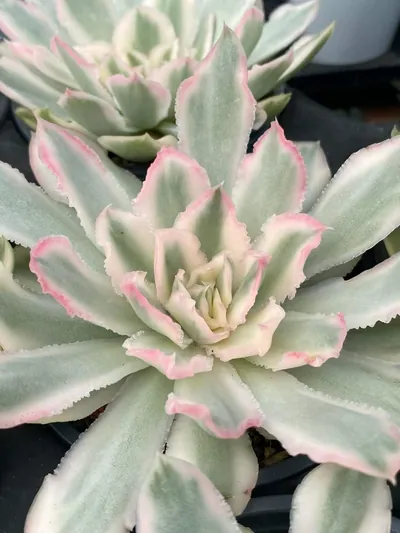 Echeveria Purple Butterfly Variegated Single (紫蝴蝶锦单头) succulent — wholesale bare-root export from Yunnan, China (4 of 5)