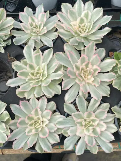 Echeveria Purple Butterfly Variegated Single (紫蝴蝶锦单头) succulent — wholesale bare-root export from Yunnan, China (2 of 5)