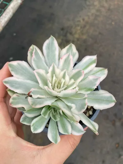 Echeveria Purple Butterfly Variegated Single w/ Offsets succulent — wholesale export from Yunnan, China