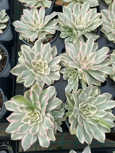 Echeveria Purple Butterfly Variegated Single w/ Offsets (紫蝴蝶锦单头带惠) succulent — wholesale bare-root export from Yunnan, China (4 of 4)