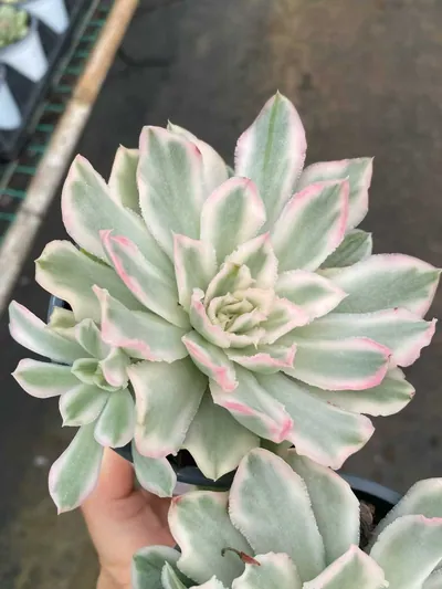 Echeveria Purple Butterfly Variegated Single w/ Offsets (紫蝴蝶锦单头带惠) succulent — wholesale bare-root export from Yunnan, China (2 of 4)