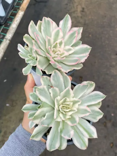 Echeveria Purple Butterfly Variegated Single w/ Offsets (紫蝴蝶锦单头带惠) succulent — wholesale bare-root export from Yunnan, China (3 of 4)