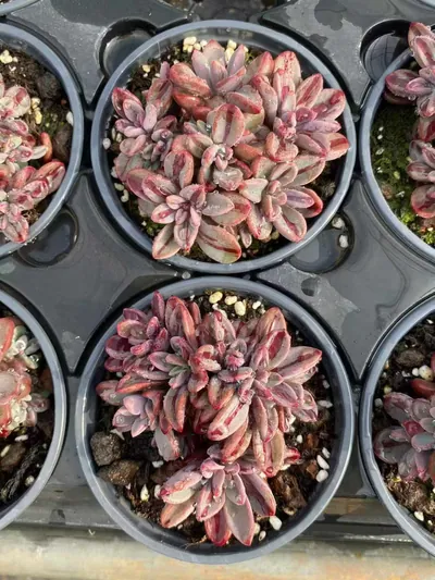 Echeveria Purple Heart Variegated (紫心锦) succulent — wholesale bare-root export from Yunnan, China (2 of 3)
