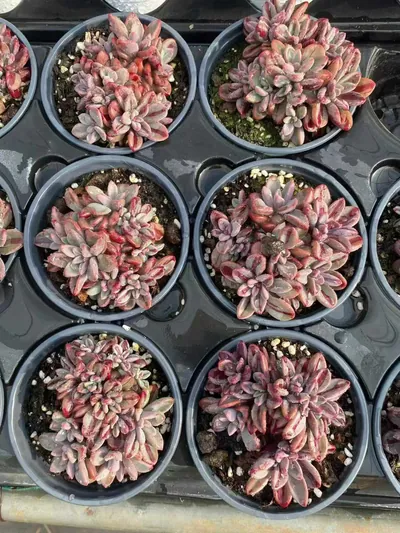 Echeveria Purple Heart Variegated (紫心锦) succulent — wholesale bare-root export from Yunnan, China (3 of 3)